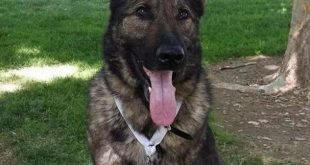 “Chúng tôi không biết chuyện gì xảy ra, thật kinh khủng. Tại sao lại nhầm lẫn như thế được. Họ nói với tôi rằng giấy tờ ghi rõ đây là Irgo”, Joseph tức giận nói. Sự việc chưa dừng lại ở đó. Hãng United Airlines thông báo rằng chú chó của Joseph có thể sẽ phải mất 2 tuần kiểm dịch trước khi có thể rời khỏi Nhật Bản. Dù vậy, thông tin mới nhất của Daily Mail cho biết Irgo đang trên được vận chuyển tới Mỹ. Chỉ có một điều là không biết bao giờ chú chó mới gặp lại chủ Joseph của mình. Joseph cho biết ông cảm thấy tức giận vì đáng lẽ ra chú chó sẽ có mặt cùng gia đình khi họ vừa quyết định chi tiền mua một căn nhà mới. “Chắc Irgo sẽ không có mặt kịp thời để đoàn tụ với chúng tôi lúc mua căn nhà này”.