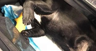 Chú chó bulldog tử vong sau khi bị ép ngồi trong khoang hành lý phía trên.