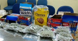 Cần sa giấu trong các gói thực phẩm nhập về sân bay Tân Sơn Nhất bị lực lượng hải quan phát hiện.