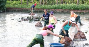 Lội bùn bắt cá, ốc, cua là những trải nghiệm khách du lịch rất thích khi đến với làng quê Yên Đức ( Đông Triều).